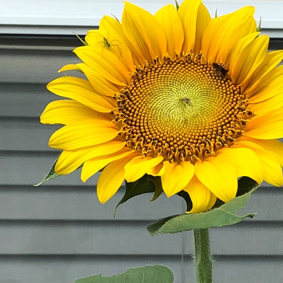 Meet your Posher, Joyce - Picture 7 of 7